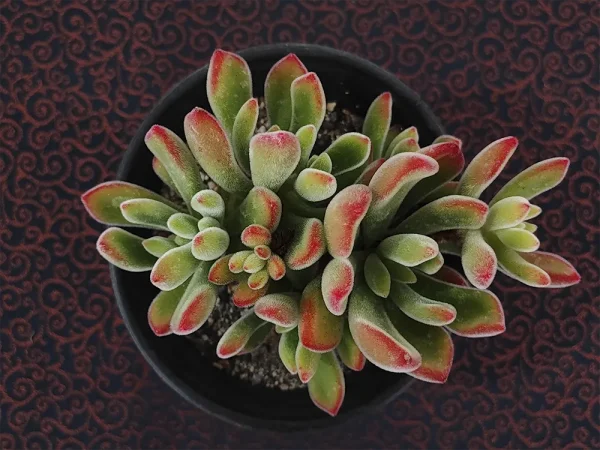 E. pulvinata var pulvinata_