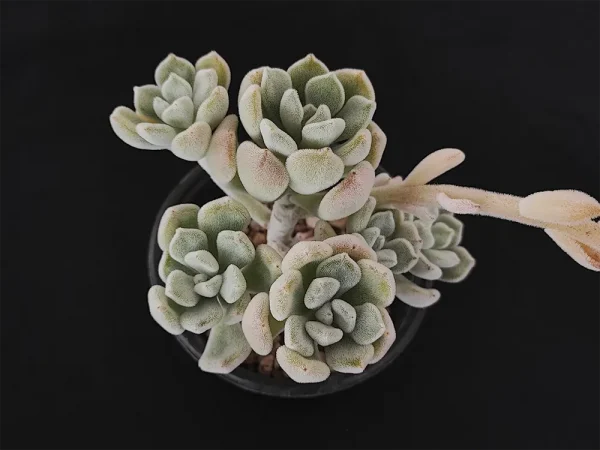 E. pulvinata var frigida frosty - Imagen 2