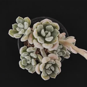 E. pulvinata var frigida frosty
