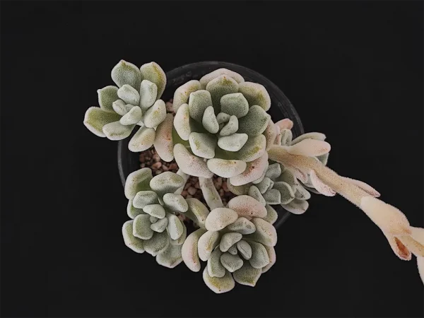 E. pulvinata var frigida frosty