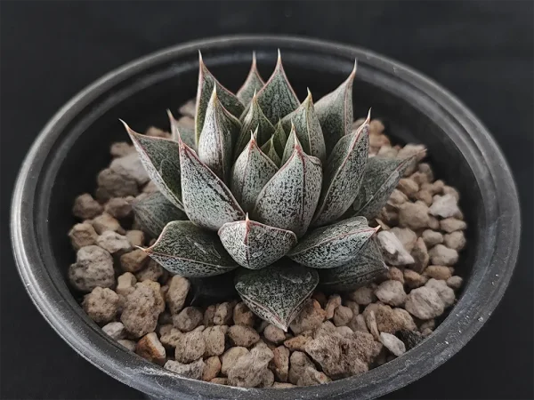 E. purpusorum - Imagen 2