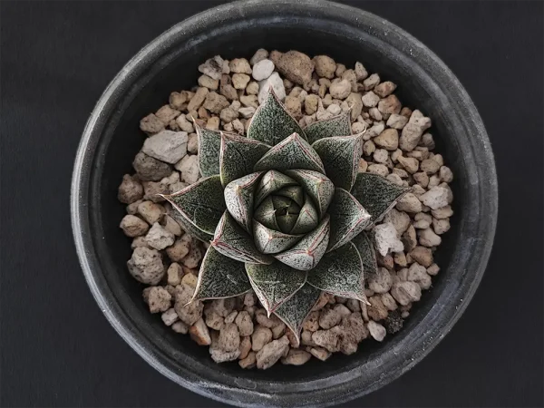 E. purpusorum