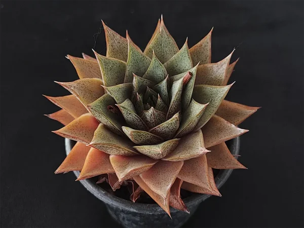 E. purpusorum selecto - Imagen 2