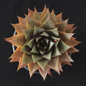 E. purpusorum selecto