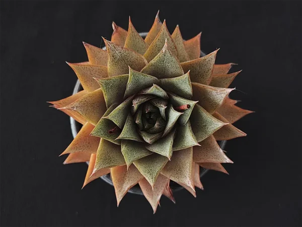 E. purpusorum selecto