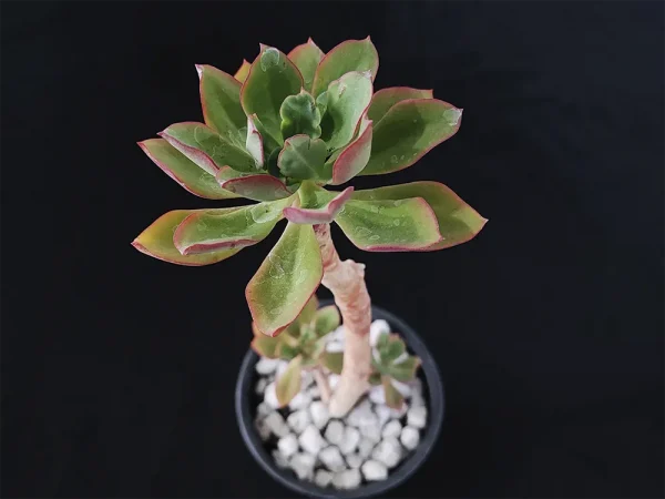 E. quitensis - Imagen 2