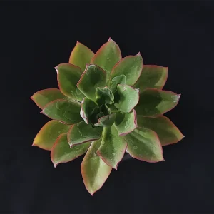 E. quitensis