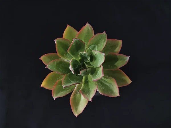 E. quitensis