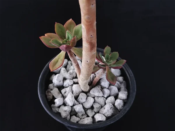 E. quitensis - Imagen 3