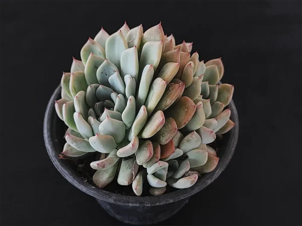 E. amoena var natural - Imagen 2