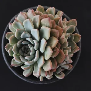 E. amoena var natural