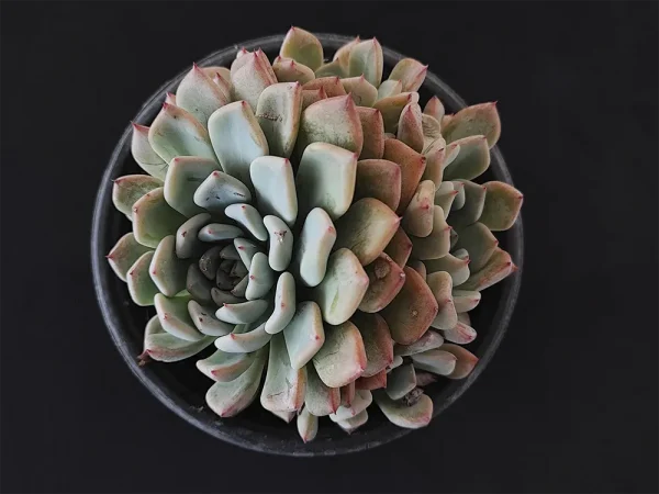 E. amoena var natural