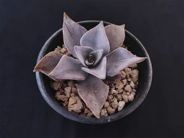 E. rodolfoi - Imagen 2