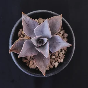 E. rodolfoi