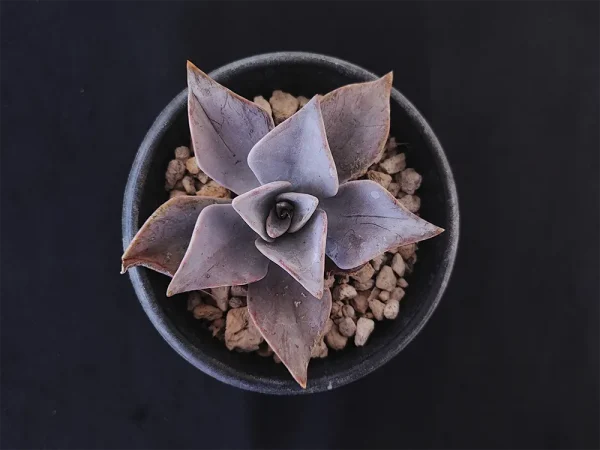 E. rodolfoi