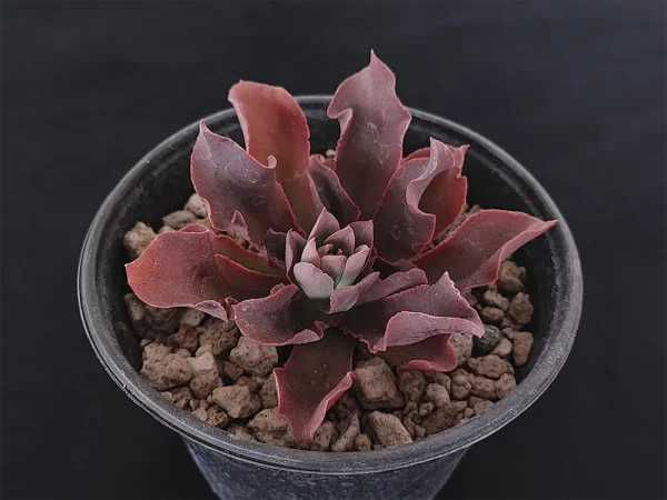 E. roseiflora - Imagen 4