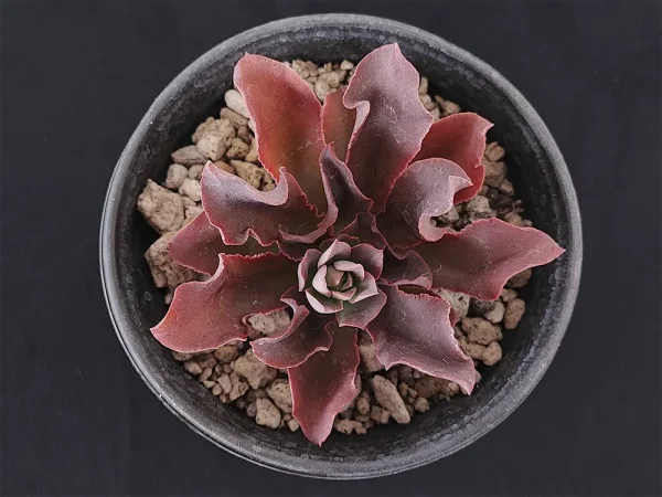 E. roseiflora - Imagen 3