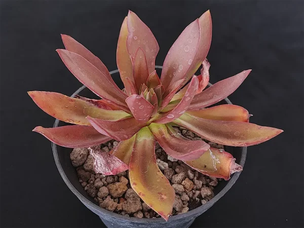 E. roseiflora - Imagen 2