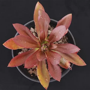 E. roseiflora