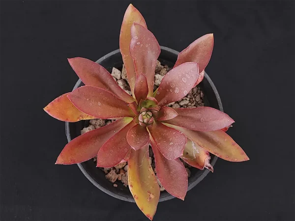 E. roseiflora