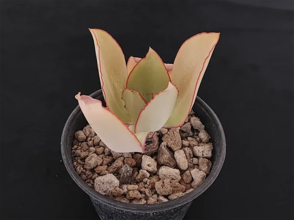 E. rubromarginata - Imagen 2