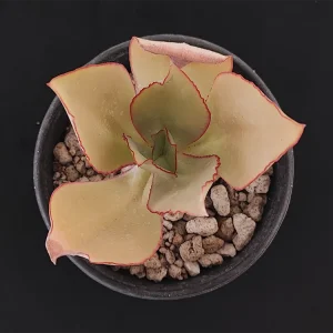 E. rubromarginata