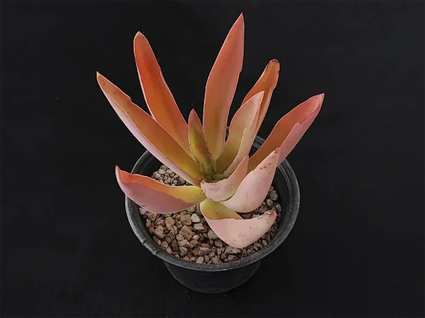 E. rulfiana - Imagen 2