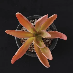 E. rulfiana