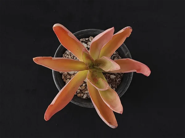 E. rulfiana