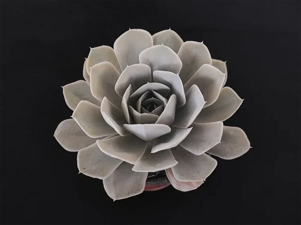 E. runyonii - Imagen 2