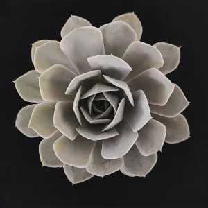 E. runyonii