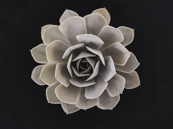 E. runyonii