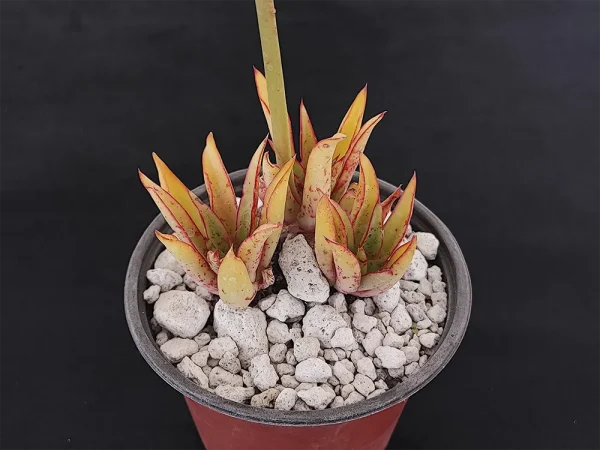E. schaffneri - Imagen 2