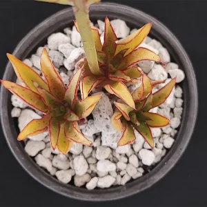 E. schaffneri