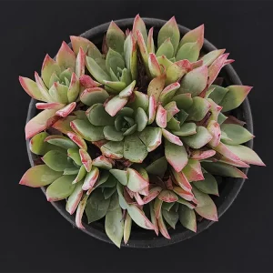 E. aff secunda