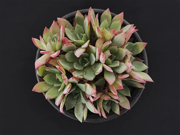 E. aff secunda