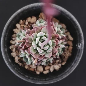 E. secunda [Actopan]