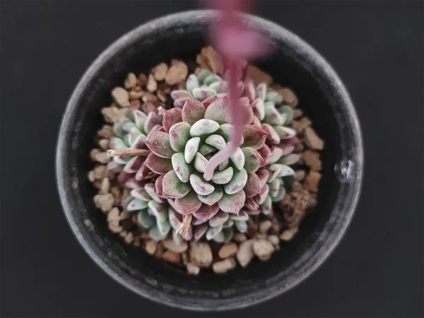 E. secunda [Actopan]