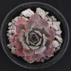 E. secunda _azulita