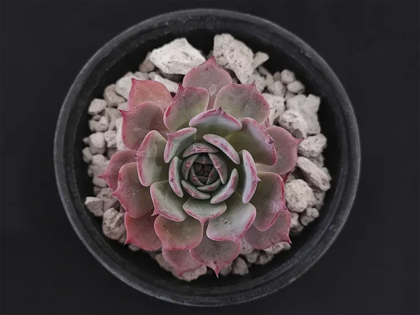 E. secunda _azulita