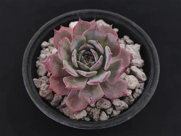 E. secunda _azulita - Imagen 2