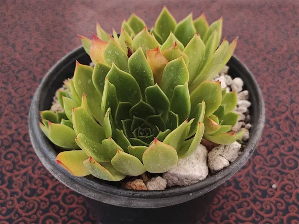 E. secunda fa byrnesii_ - Imagen 2