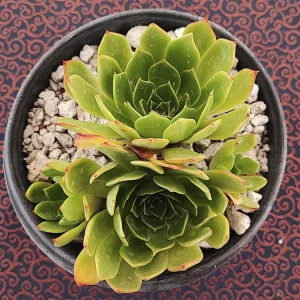 E. secunda fa byrnesii_