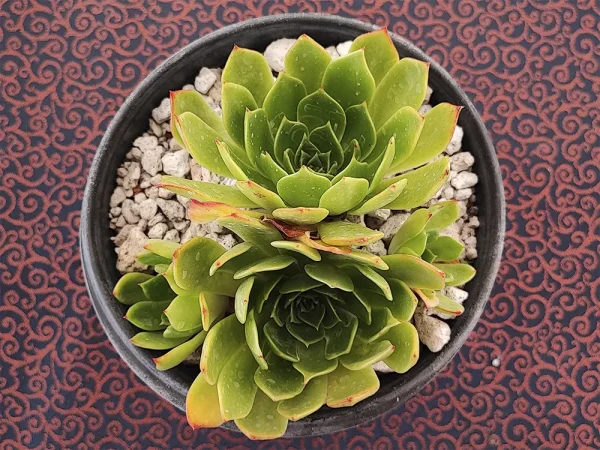 E. secunda fa byrnesii_