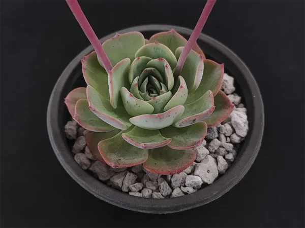 E. secunda - Imagen 2