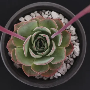 E. secunda