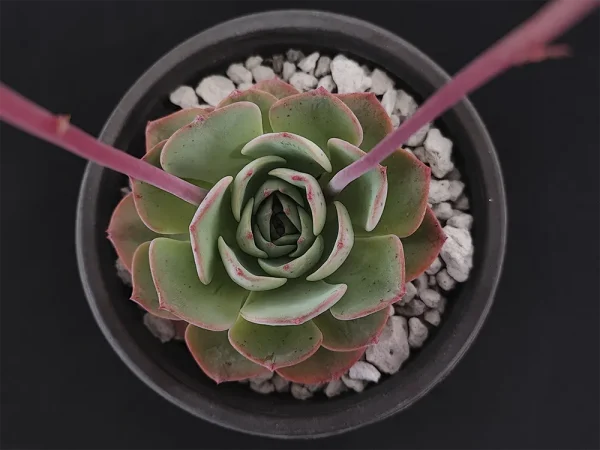 E. secunda