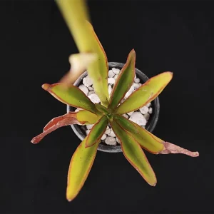 E. semivestita var florenciana