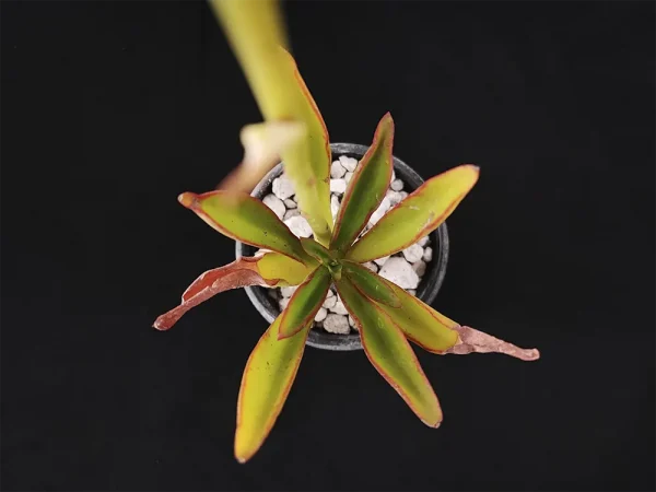 E. semivestita var florenciana