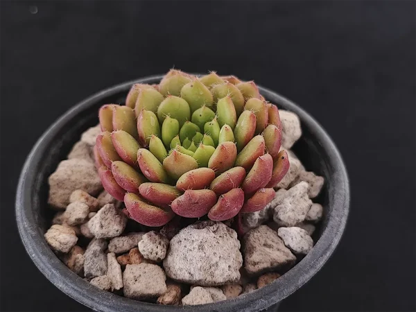 E. setosa var ciliata - Imagen 2